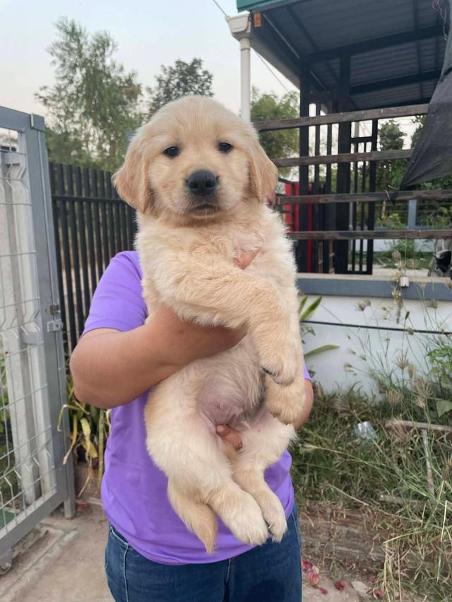 สุนัขโกลเดินรีทรีฟเวอร์ รูปที่ 3