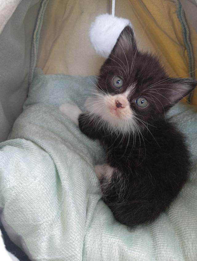 สก็อตติช เพศผู้ น่ารัก รูปที่ 10