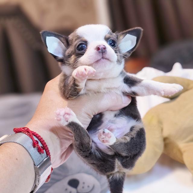 Chihuahuaขนสั้นหนุ่มหล่อน้องแฮร์รี่ตาโตขนสีเทา