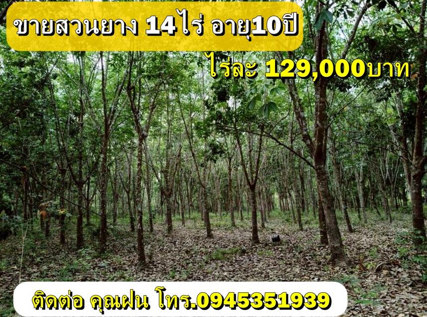 ขายสวนยาง 14ไร่ อายุ10ปี ขายไร่ละ129,000บาท  1