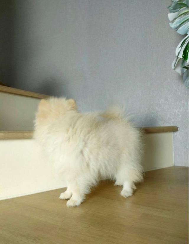 สุนัข Pomeranian 3