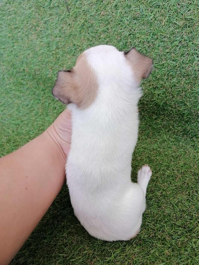 หลุดจอง ชิวาว่าเเท้ขนสั้น ญ.