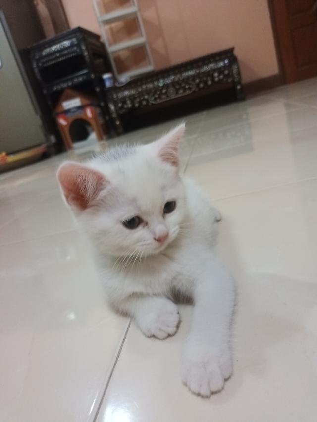 ลูกแมวสก๊อตติสโฟลด์ราคา2500-3000 รูปที่ 5