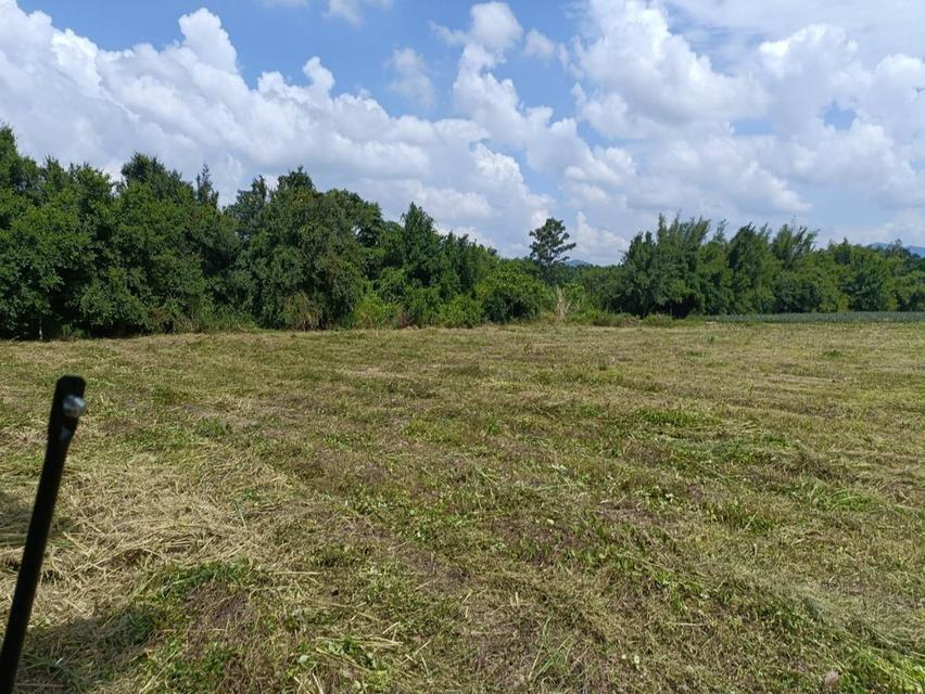 ให้เช่าที่ดินเปล่าระยะยาว 19