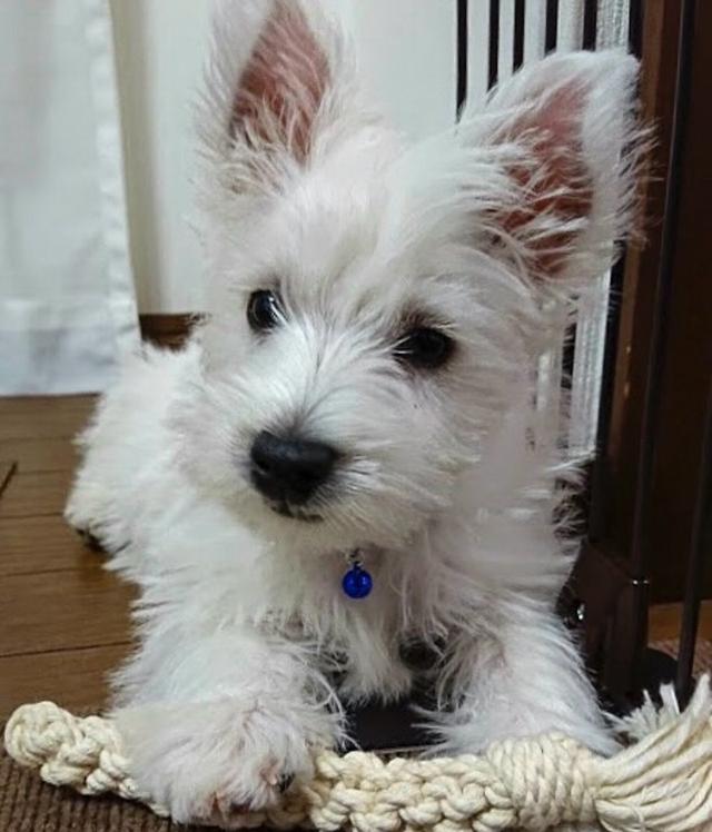 ขายสุนัขพันธุ์ West Highland White Terrier เกรดเลี้ยงเล่น 2