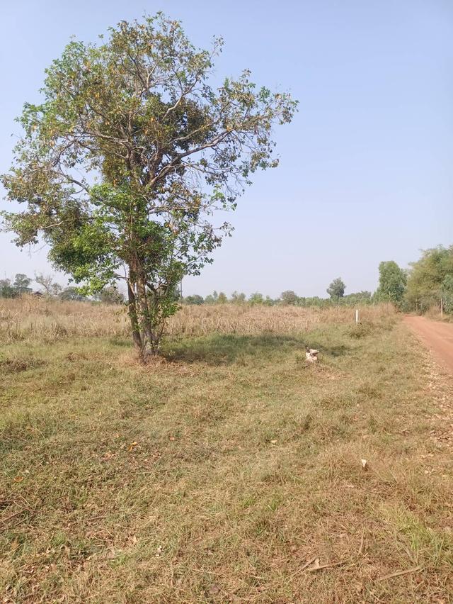 ขายที่ดินจังหวัดอุดรธานี หนองหาน บ้านดอนกลอย พิบูลย์รักษ์ 11