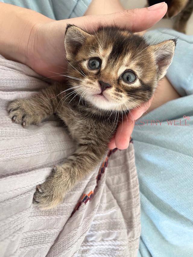 แมวสก๊อตติชโฟลด์ มีใบเพด scfc รูปที่ 10