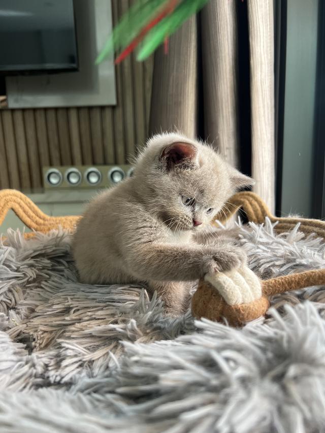 ลูกแมว บริติช ช็อตแฮร์ ใบเพ็ดนอกWCF(British Shorthair)