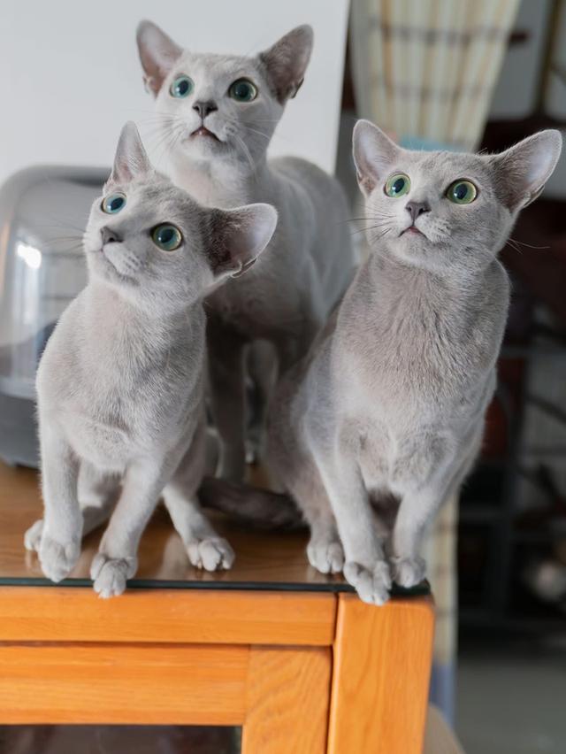 แมว Russian Blue สวยๆ 2