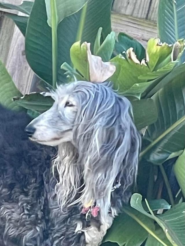 Afghan Hound ขนยาวเด่นสีเทาสวย 4