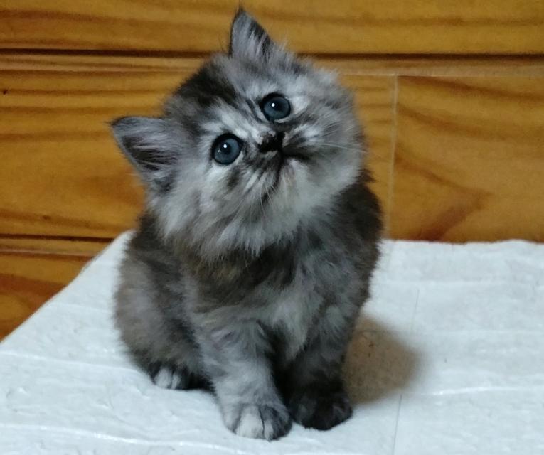 ลูกแมวเปอร์เซียลพบุรี