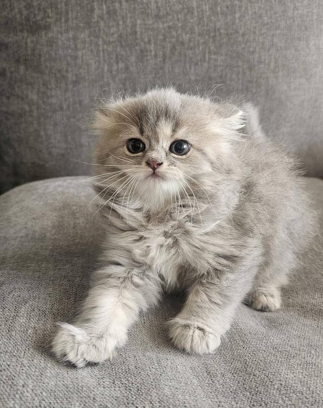 สก็อตติชโฟลด์ น้องฟุฟุ