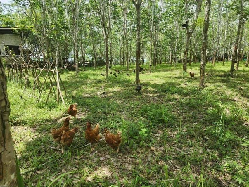 ที่ดินพร้อมบ้านพัก สวนยางพารา 4