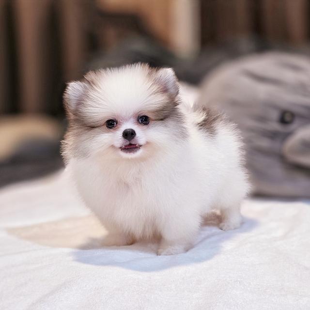 ปอร์เช่ ปอมแท้หนุ่มหล่อสีปาร์ตี้ขนแน่นฟอร์มหมี