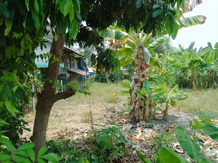 ขายที่ดิน 113ตร.ว. ต.สง่าบ้าน อ.ดอยสะเก็ด จ.เชียงใหม่ 3