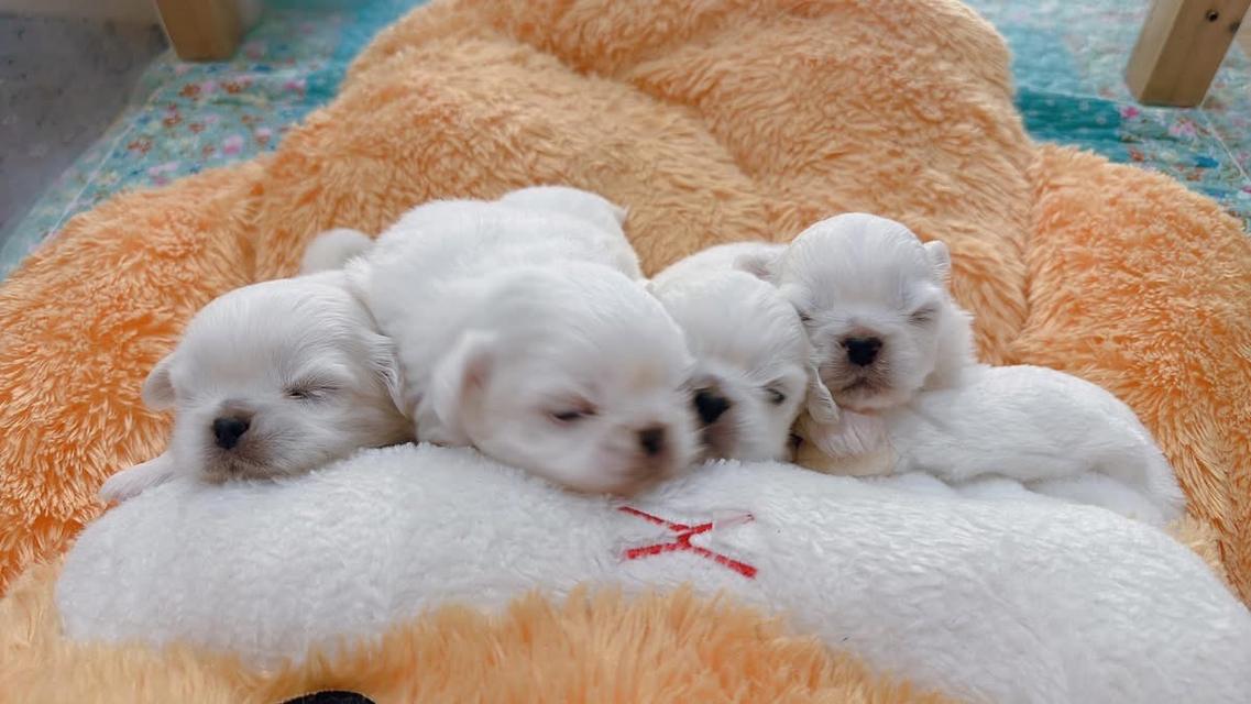 เปิดจองลูกสุนัข Pekingese 