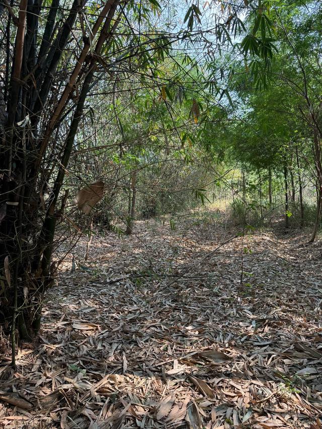 ที่ดินเปล่าภูเขียว 6 ไร่ 7