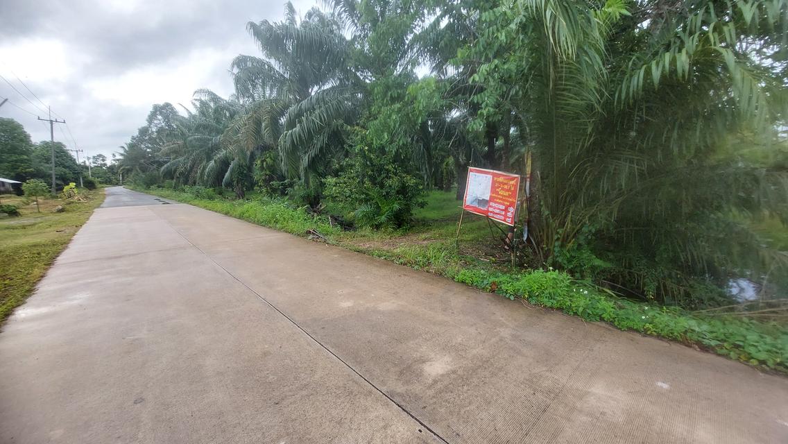 ที่ดิน สวนปาล์มน้ำมัน อ.หลังสวน จ.ชุมพร 19