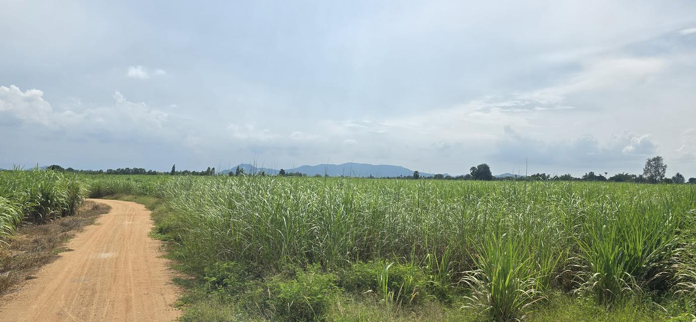 ขายที่ดิน23 ไร่2 งาน25 ตรว ครึ่ง 12