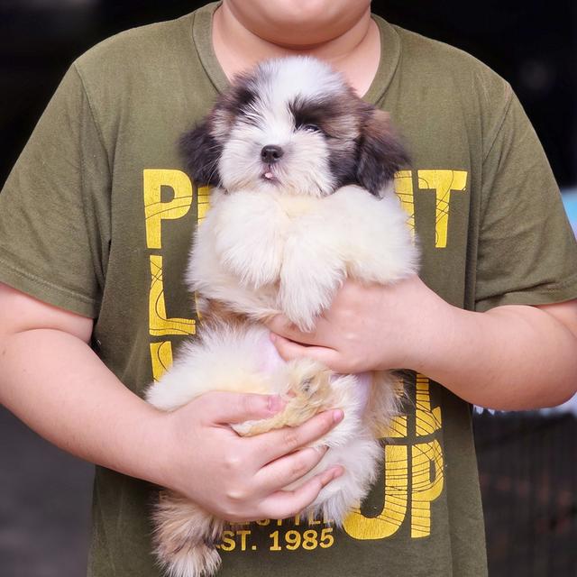 Shihtzu ชิสุหนุ่มหล่อพันธุ์แท้สวยน่ารักพร้อมย้ายบ้าน