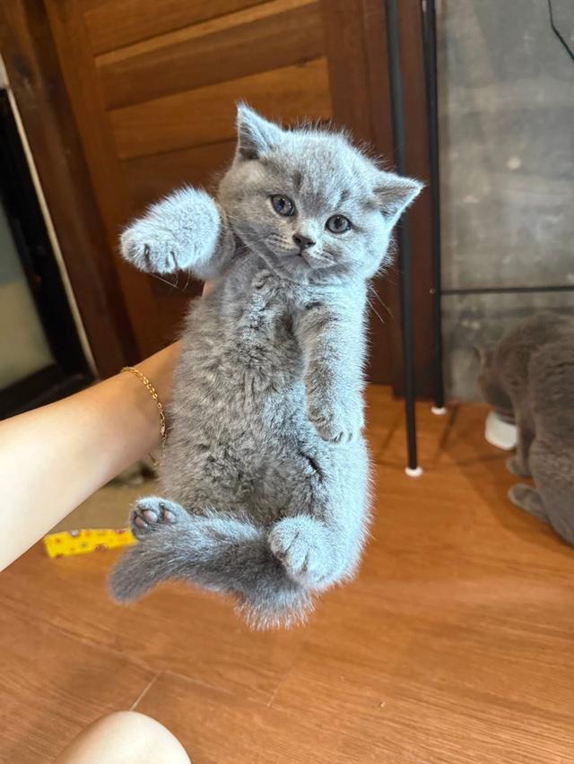 British Shorthair เด็กหญิง1 เด็กชาย1
