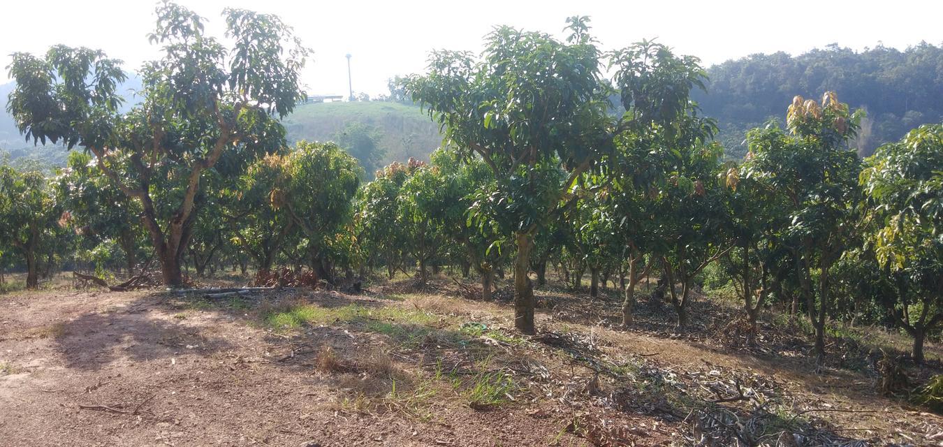 ที่ดินพร้อมสวนมะม่วงเชียงคานบ้านบุฮม 4