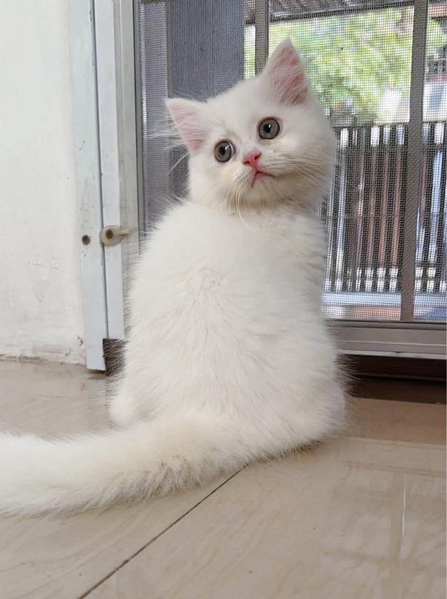 แมวสก็อตติชพร้อมย้าย