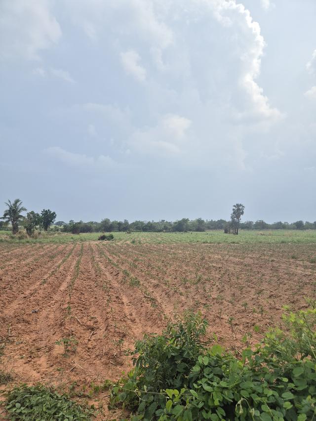 ขายที่ดิน 83 ไร่ ไร่ละ150,000 บาทต.พังเทียม อ.พระทองคำ จ.นครราชสีมา ที่ดินแปลงใหญ่ ทำเลดี เหมาะทำเกษตร รีสอร์ต หรือเก็งกำไรในอนาคต ✅ สามารถแบ่งขายได้ 6