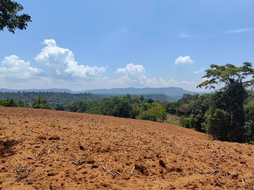 ที่ดินเปล่า 6 ไร่ 3 งาน 4.5 ล้าน บ.สวนห้อม อ.วังน้ำเขียว 8