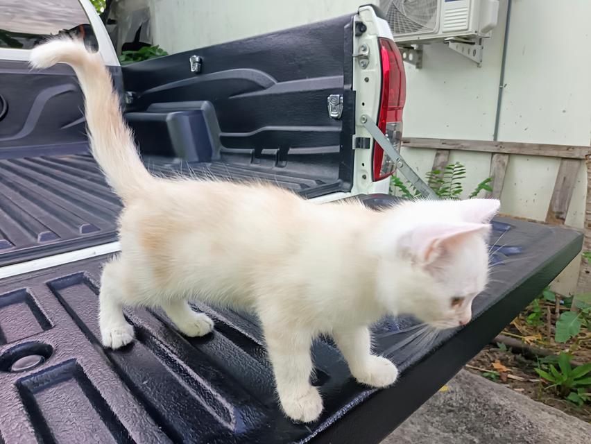 แมวเปอร์เซีย​ผสมอเมริกัน​ช็อตแฮร์​ 2