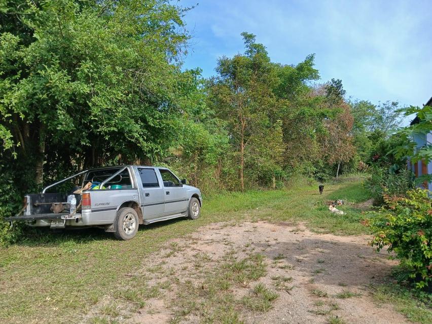 ขายที่ดินเปล่าโฉนด 1 งาน 14 ตร.ว. อยู่ในชุมชน ต.นาชะอัง อ.เมืองชุมพร ห่างศาลากลางจังหวัดเพียง 3 กม. ที่เนินปลอดภัยจากน้ำท่วม เจ้าของเองครับ 13