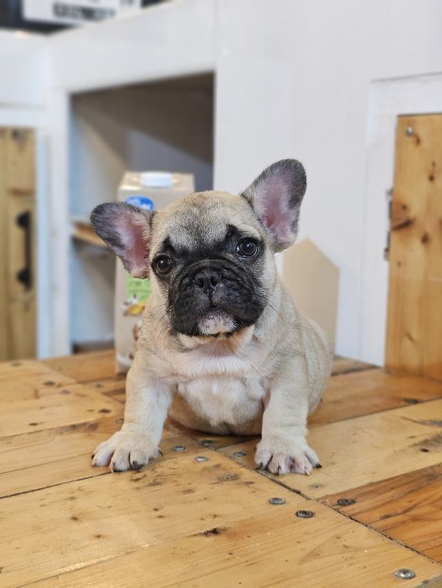 ขายสัตว์เลี้ยง 3