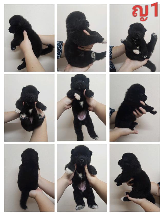 ลูกสุนัขอเมริกันอาคิตะ เกิด 7/7/2025 5