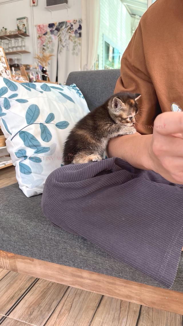 แมวสก๊อตติชโฟลด์ มีใบเพด scfc รูปที่ 7