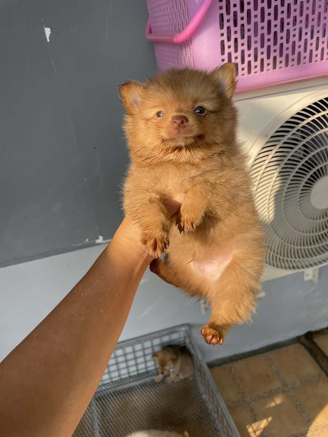 ปอมชิวาว่า ขนฟู กินเก่ง พร้อมย้าย