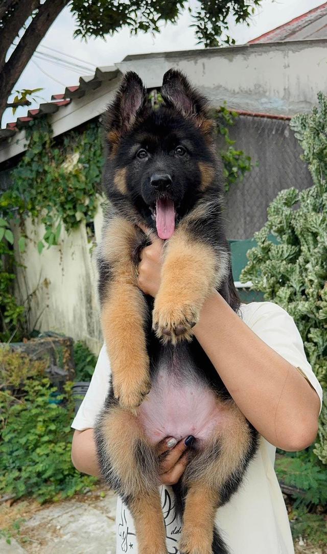 German Shepherd Puppies WhatsApp me : +66 63 826 3042 รูปที่ 2