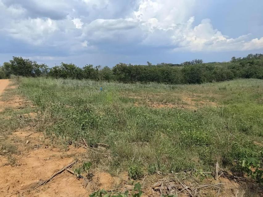 ที่ดินเปล่า 10 ไร่ ที่วังหมี วังน้ำเขียว 9