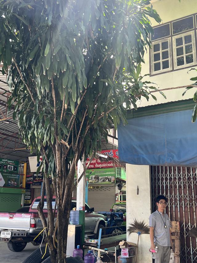 ขายบ้านและที่ดิน ต.บ้านเพิ่ม อ.สีชมพู จ.ขอนแก่น 5