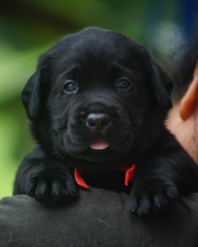 ลูกสุนัข ลาบราดอร์รีทรีฟเวอร์