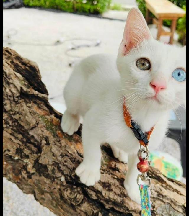 ลูกแมวขาวมณีแท้ ตาสองสี สวยมาก 3