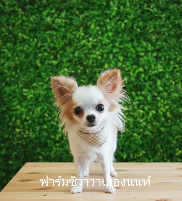 (ฟาร์มชิวาวาเมืองนนท์)สาวจีจี้