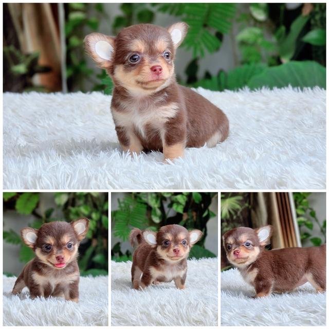 ชิวาวาสีช็อคไซส์จิ๋ว