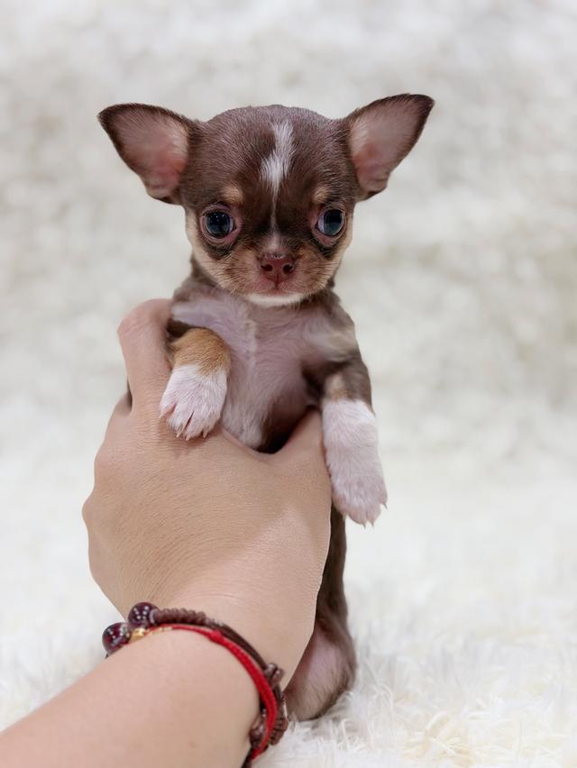 ชิวาวาแท้ ขนสั้น เมีย สีช็อค