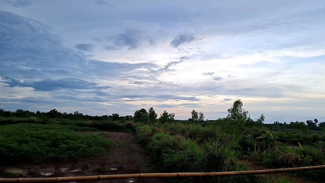 ขายที่ดินไฮหย่องพร้อมสิ่งปลูกสร้าง 98 ไร่ ติดคลอง ใกล้วัดหนองนกกด-2กม. อ.พังโคน จ.สกลนคร 2