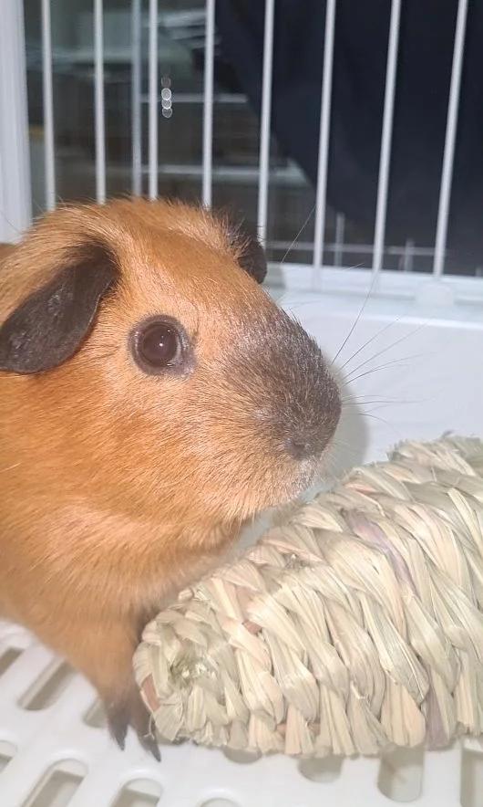หนูแกสบี้ อเมริกันช็อตแฮร์ American Short-haired Guinea pig 4