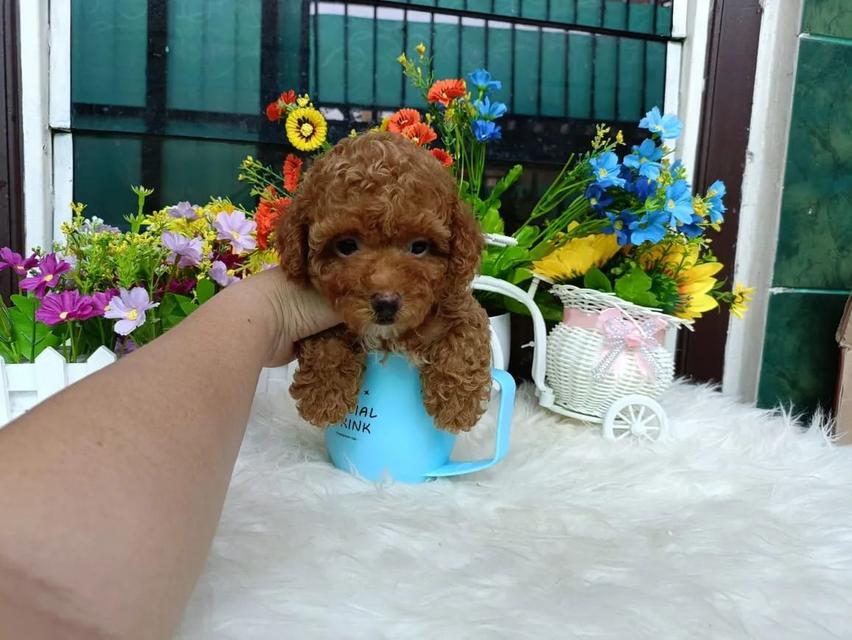 Toy Poodle puppies For sale