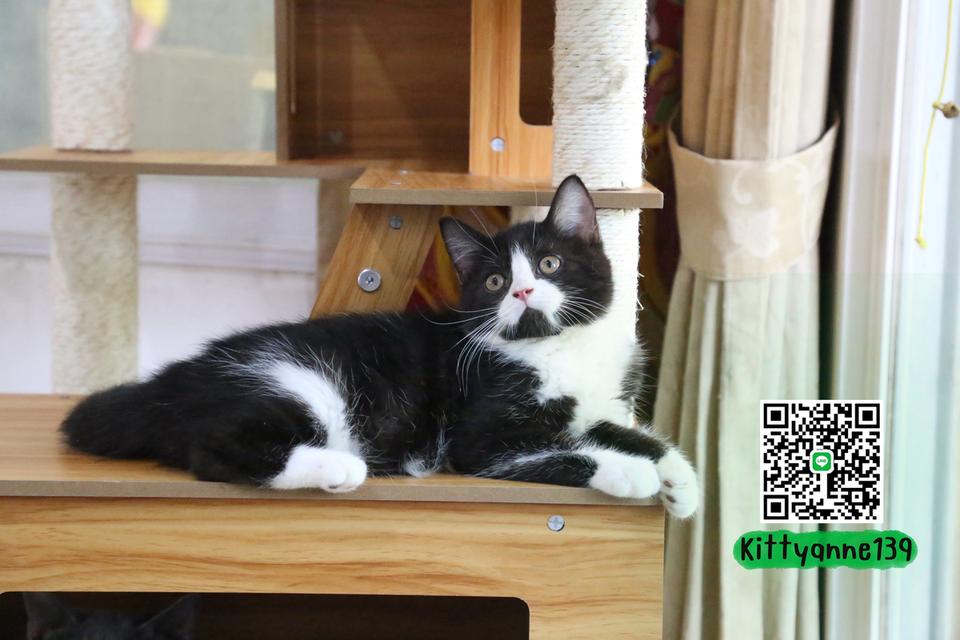 ลูกแมวบริติชหิมาลายันพร้อมย้ายบ้าน