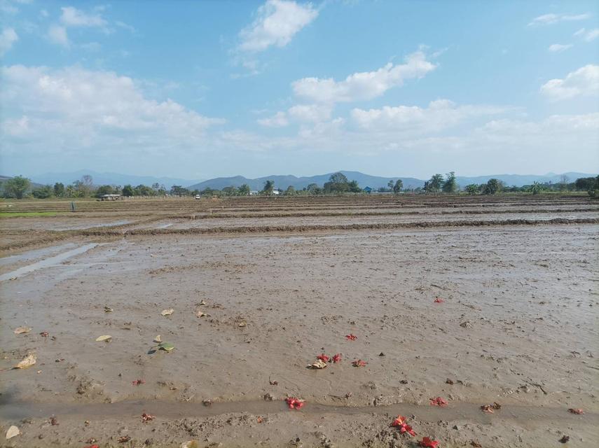 ขายที่ดิน 5ไร่3งาน ต.ป่าป้อง อ.ดอยสะเก็ด จ.เชียงใหม่ 15