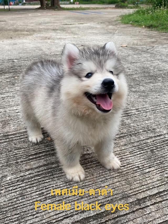ลูกสุนัขพันธุ์ไซบีเลี่ยนฮัสกี้