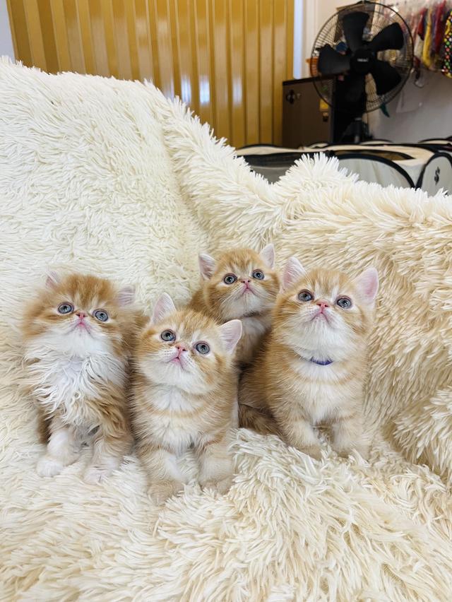 แมวสีส้ม เพศเมียสวยมากแท้ รูปที่ 10